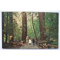 old postcard Muir Woods, Mill Valley, California