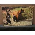 A BEAR FAMILY, BANFF NATIONAL PARK, ALBERTA, Ca...