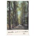 The Avenue Bushwood or Bush Wood Postcard Essex