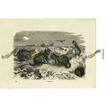Viscachas (Chinchilla Family), Book Illustratio...