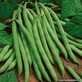 ORGANIC WHITE KNIGHT RUNNER BEANS FOR EXHIBITIO...