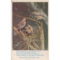 Nestles Milk Birds Nest Egg Bird Antique Advertising Postcard