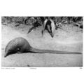 Pangolin East African Game Old Animal Real Phot...