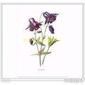 COLUMBINE, FROM FAMILIAR WILD FLOWERS, c1902, B...