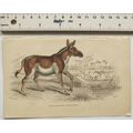 c1840s hand-coloured engraving - Asinus Hemionu...