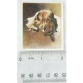 1939 Godfrey Phillips Our Dogs No. 30 Otter Hound