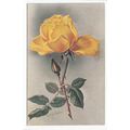 Roses Flowers Artist Signed Winifred Walker Art...