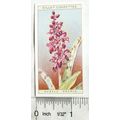 1923 Wills, Wild Flowers No. 25 Purple Orchis
