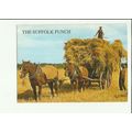 SUFFOLK PUNCH Horses Postcard by Salmon (2-31-0...