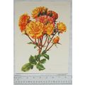 1959 Amateur Gardening illustration: Floribunda...