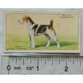 1937 Wills Dogs No. 43 Wire Fox Terrier