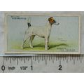 1937 Wills Dogs No. 42 Smooth Fox Terrier
