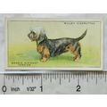 1937 Wills Dogs No. 41 Dandie Dinmont Terrier