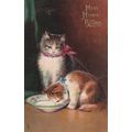 E181 CAT POSTCARD-BIRTHDAY GREETINGS