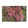 AETHIONEMA WARLEY ROSE used vintage postcard by...