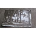 1911 fr real photo Postcard - Queens Grove - Tu...