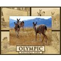 Olympic National Park Laser Engraved Wood Pictu...