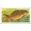 Freshwater Fish 1960 Brooke Bond Tea Card 3 - C...