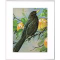 Blackbird Mounted Bird Picture Print White Moun...