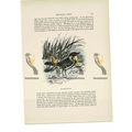 Thrush Roller, Animal Book Illustration (Print)...