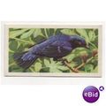 1961 Brooke Bond Tea card TROPICAL BIRDS No.36 ...