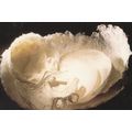 Anne Johnson Hoard Kozo Paper Hamsterley Durham...