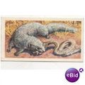 1962 Brooke Bond Tea card Asian Wild Life No.17...