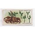 1923 Wills Cigarette card Gardening Hints 9 Dah...