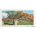 Lyons Tea card Australia No. 27 Baobab Tree