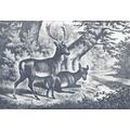 FALLOW DEER - BUCK & DOE 1890 Field Sports VICT...