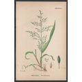 WOOD MILLET-GRASS 1872 John Edward Sowerby PLAN...