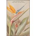 Crane Flower, Strelitzia Reginae, c.1920s - Spe...