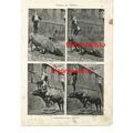 PERFORMING BULL (2), SPAIN, Book Illustration (...