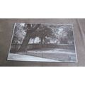 1915 fr Postcard - Old Palace gardens, Maidston...