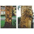 Friends of the Forest: Westbourne Avenue, Hull.