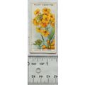 1933 Wills Garden Flowers No. 39 Siberian Wallf...