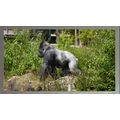 Majestic Silverback Gorilla A5 Chrome
