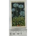 1925 Wills Flower Culture in Pots No. 2 Agapanthus
