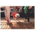 Bulldog Pet Dog Christmas Fashion Show Palm Bea...