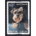 Australia 2013 Top Dogs - Miniature Schnauzer 6...