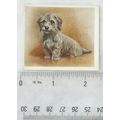 1936 Godfrey Phillips Our Puppies No. 10 The Dandie Dinmont Terrier