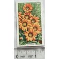 1938 Gallaher's Garden flowers No. 24 Gazania