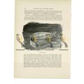 Bank's Gar-Fish, Animal Book Illustration (Prin...