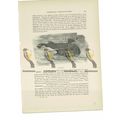 Angler-Fish, Animal Book Illustration (Print), ...