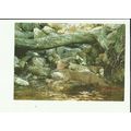 Animals OTTER Postcard (Dennis G032083L)