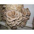 2 x Seeds Mushroom OYSTER concentrated Mycelium...