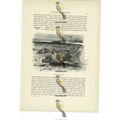 Pallas's Sand-Grouse, Animal Book Illustration ...