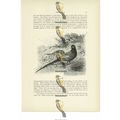 Pheasants, Animal Book Illustration (Print), c1916