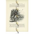 Demoiselle Cranes, Animal Book Illustration (Pr...