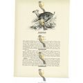 Four Horned Antelope, Animal Book Illustration ...